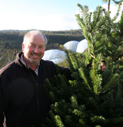 christmas-tree-176