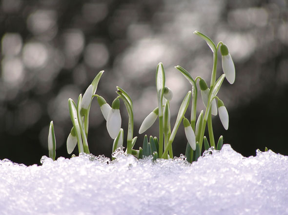 snowdrops-590-2