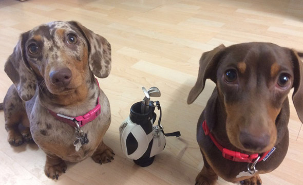 -gus--pippa
