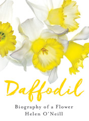 Daffodil