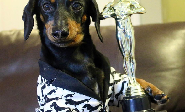 crusoe-celeb-dachshund