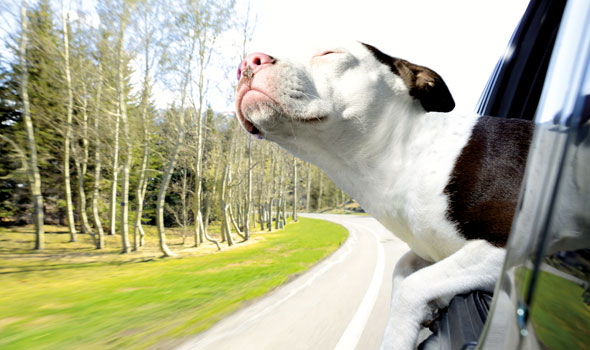 Dogs-in-Cars-Oct17-05-590