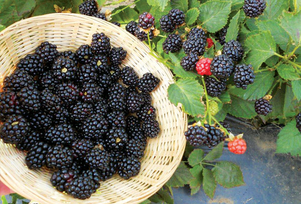Gardening-Jun28-04-590
