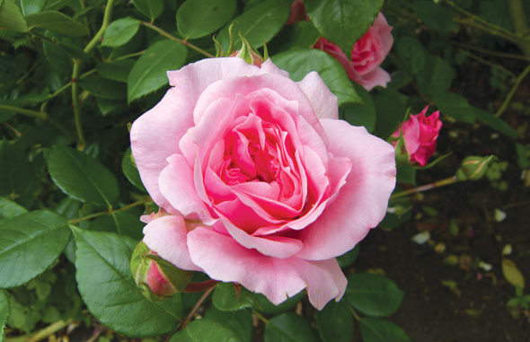 Plant of the week