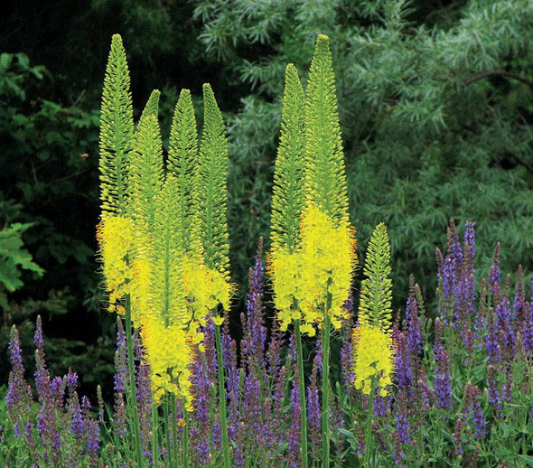 Foxtail Lily