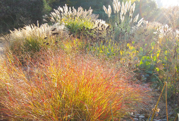 RHS Garden Rosemoor