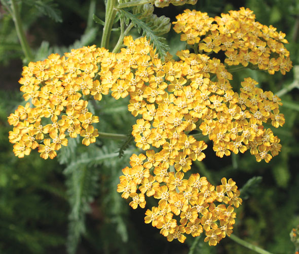 Plant of the week