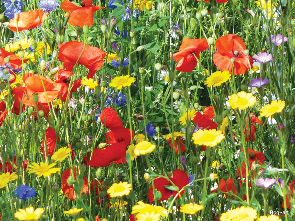 Wild flowers