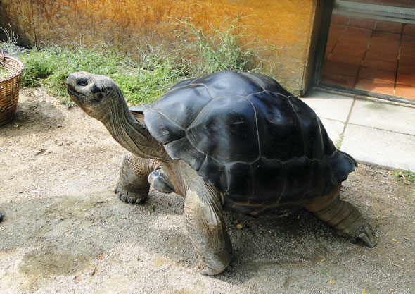 Lonely tortoise