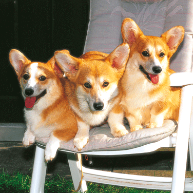 CORGI12CR07PPS