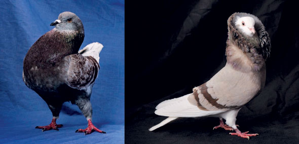Pigeons