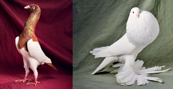 Pigeons