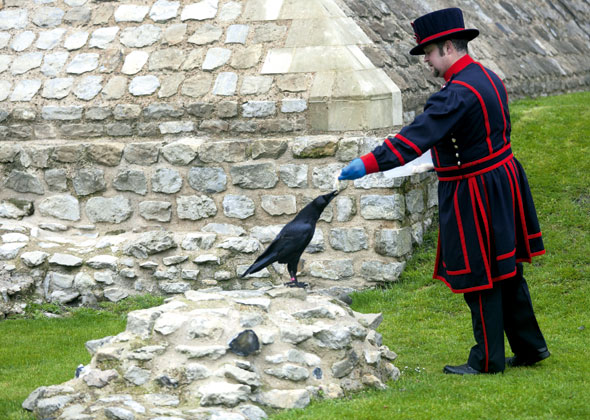 Ravens-03-590