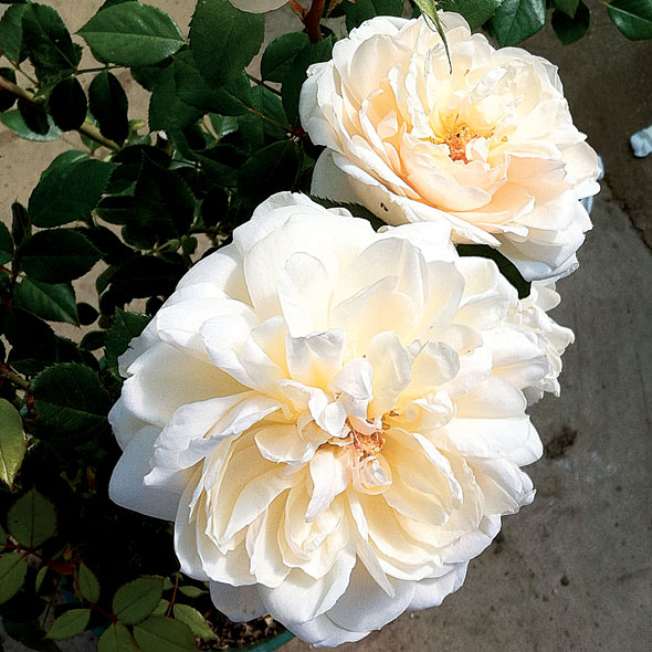 Gardening-Jun22-02-PlantOfWeek-590
