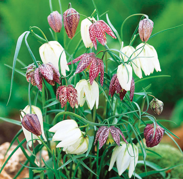 Plant of the week