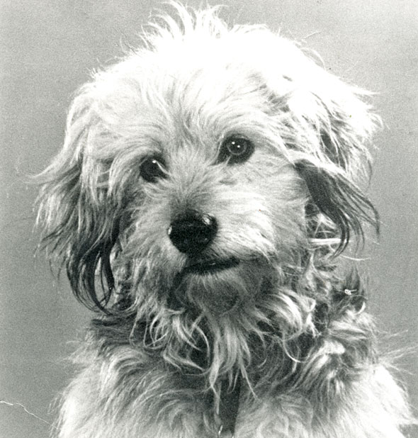 VG-Animals-03-590