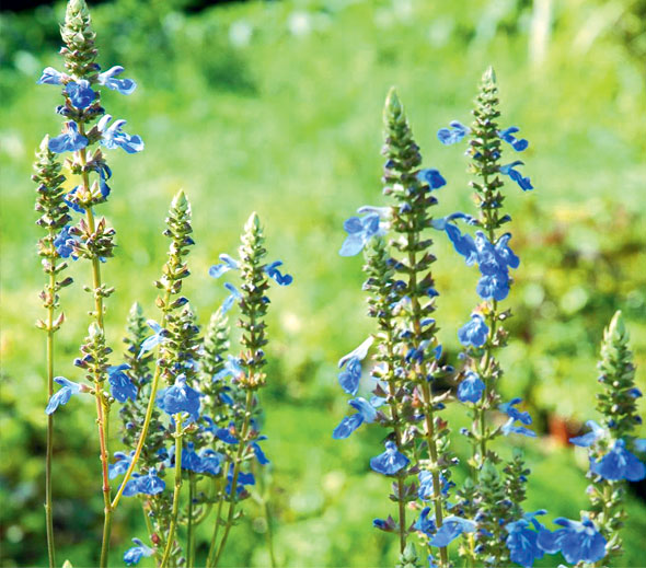 Plant of the week