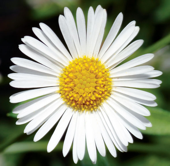 Plant of the week