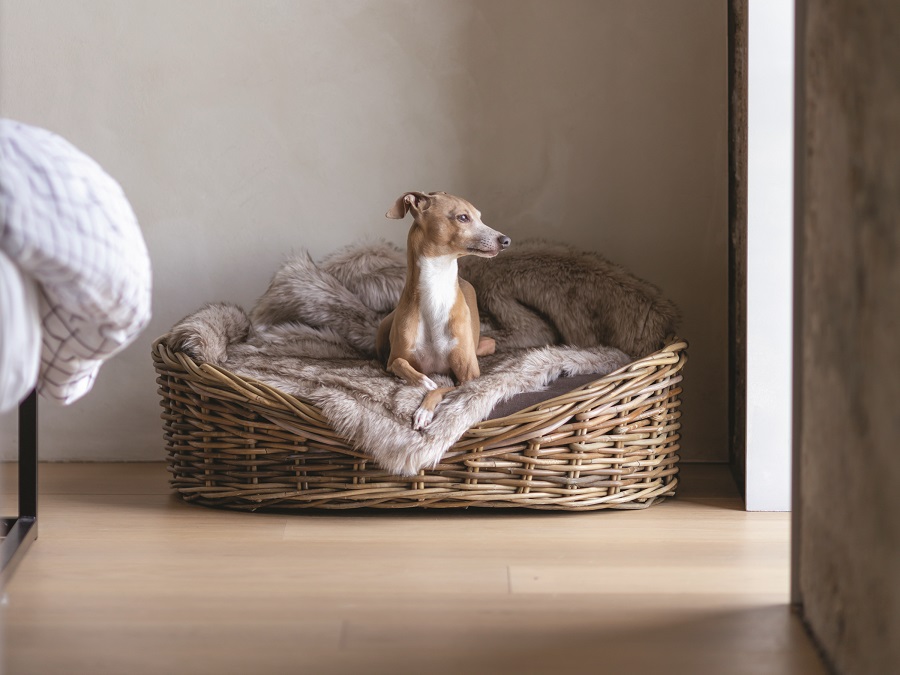 Wicker dog best sale bed the range