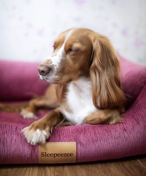 Best dog bed clearance for cocker spaniel uk