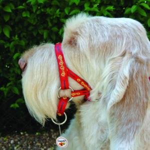 dogmatic headcollar near me