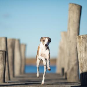 5 Ways To Reduce Your Dog's Carbon Pawprint - Vimarsana News