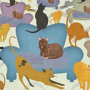 A Comfort Of Cats And Other Dazzling Nouns Lady Co Uk